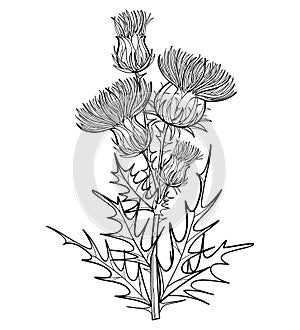 Vector branch with outline welted Thistle or Carduus plant, spiny leaf, bud and flower in black isolated on white background.