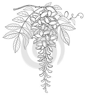 Vector branch of outline Wisteria or Wistaria flower bunch, bud and leaf in black isolated on white background.