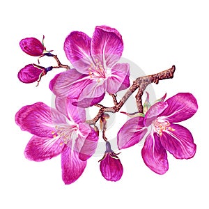 Vector branch with pink spring flowers. Botanical illustration of a flowering fruit tree.