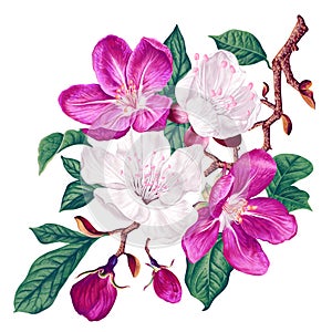 Vector branch with pink and white spring flowers. Realistic fruit tree branch.