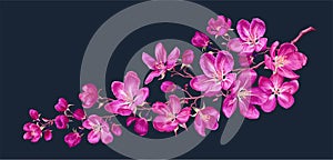 Vector branch with spring pink flowers. Realistic branch of a fruit tree.