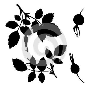 Vector branches silhouettes of briar with leaves and berries