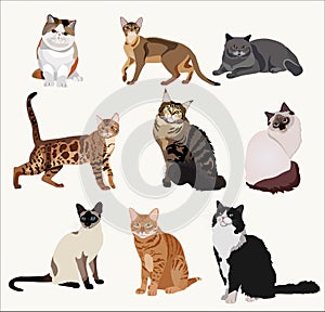 Vector Breed cats in different poses. Cartoon highly detailed pets.