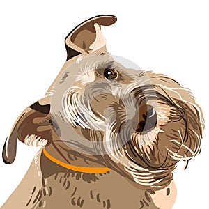 Vector Breed Miniature Schnauzer dog closeup