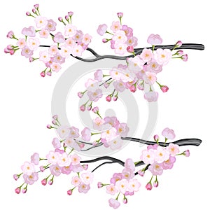 Vector bright cherry flowers brabches on white background