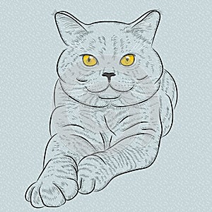 Vector British shorthair blue cat lies and looks