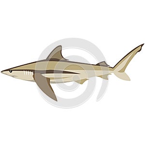 Vector bronze whale shark illustration isolated on white