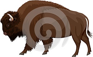 Vector brown zubr buffalo bison