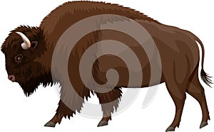 Vector brown zubr buffalo bison photo