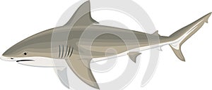 Vector  bull shark Carcharhinus leucas Zambezi shark