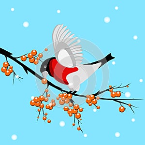 A vector bullfinch eating a rowan berry