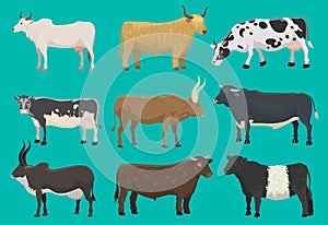 Vector bulls and cows farm animal cattle mammal nature beef agriculture and domestic rural bovine horned cartoon buffalo