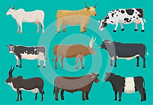 Vector bulls and cows farm animal cattle mammal nature beef agriculture and domestic rural bovine horned cartoon buffalo photo