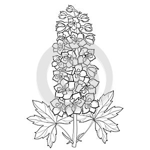 Vector bunch with Delphinium or Larkspur. Flower, stem, bud and leaf in black isolated on white background. Floral details.