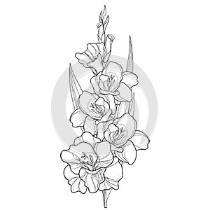 Vector bunch with Gladiolus or sword lily flower, stem, bud and leaf in black isolated on white background. Floral elements.