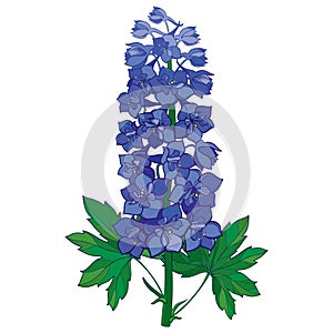 Vector bunch with ornamental blue Delphinium or Larkspur. Stem with flowers and green leaves isolated on white background.