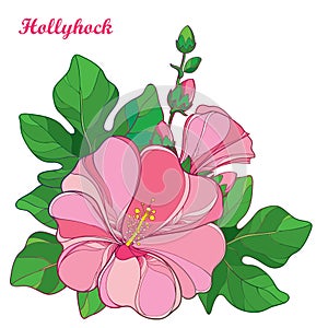Vector bunch with outline Alcea rosea or Hollyhock flower in pastel pink, bud and green leaf on white background. photo
