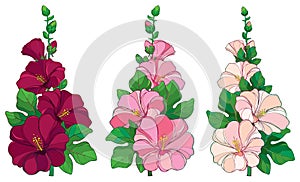 Vector bunch with outline Alcea rosea or Hollyhock flower in pink and white, bud and green leaf on white background. photo