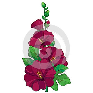 Vector bunch with outline Alcea rosea photo