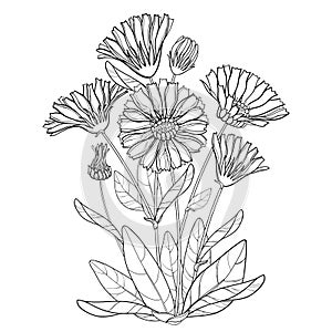 Vector bunch with outline Calendula officinalis or pot marigold, bud, leaf and flower in black isolated on white background.