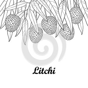 Vector bunch with outline Chinese Lychee or Litchi fruit and leaf isolated on white background. Perennial subtropical tree.