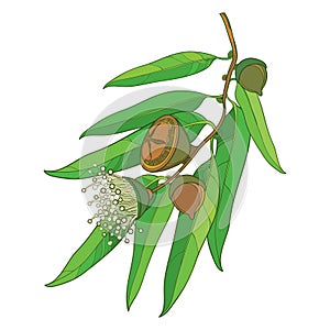 Vector bunch with outline Eucalyptus globulus or Tasmanian blue gum, fruit, flower and green leaves on white background. photo