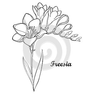 Vector bunch with outline Freesia flower, bud and ornate leaf in black isolated on white background. Perennial fragrant plant.