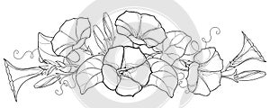 Vector bunch with outline Ipomoea or Morning glory flower bell, leaf and bud in black isolated on white background.