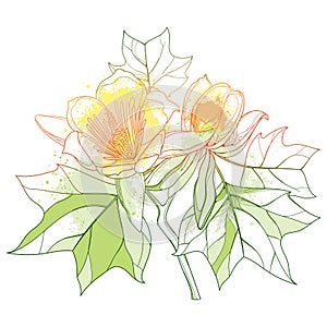 Vector bunch of outline Liriodendron or tulip tree flower and leaves in pastel orange isolated on white background.