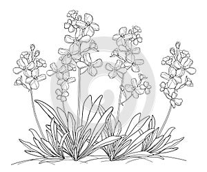 Vector bunch with outline Matthiola or Brompton stock flower, bud and leaves in black isolated on white background.