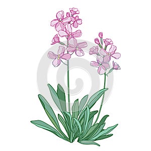 Vector bunch with outline pink Matthiola or Brompton stock flower, bud and leaves isolated on white background.