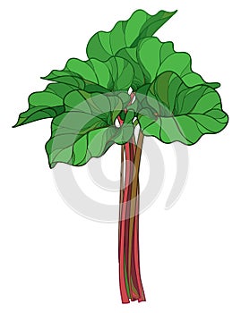 Vector bunch with outline Rhubarb or Rheum vegetable in green and red isolated on white background. Ornate leaf of Rhubarb bunch.