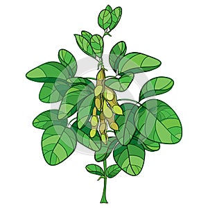 Vector bunch with outline Soybean or Soy bean plant with ripe pods and ornate green leaf isolated on white background.