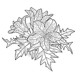 Vector bunch of outline toxic Hyoscyamus niger or Henbane or stinking nightshade flower and ornate leaf in black isolated.