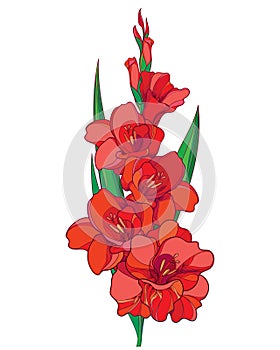 Vector bunch with red Gladiolus or sword lily flower, stem, bud and green leaves isolated on white background. Floral elements.