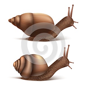 Vector Burgundy, Roman snails. French cuisine delicatessen