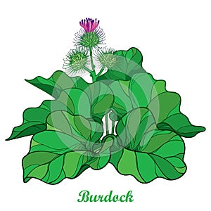 Vector bush of outline Burdock or Arctium lappa, leaf and bur or seed in green isolated on white background. photo