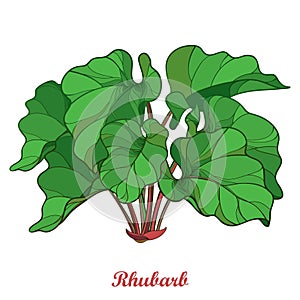 Vector bush with outline Rhubarb or Rheum vegetable in green isolated on white background. Ornate contour leaf of Rhubarb bunch.