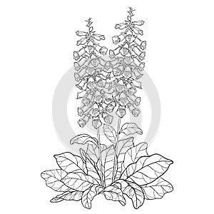 Vector bush of outline toxic Digitalis purpurea or foxglove flower bunch with bud and leaves in black isolated on white.