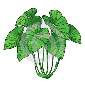 Vector bush of outline tropical plant Colocasia esculenta or Elephant ear or Taro leaf bunch in green isolated on white.