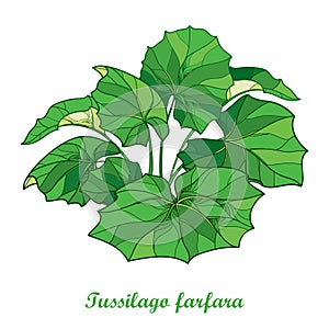 Vector bush with outline Tussilago farfara or coltsfoot or foalfoot with ornate green leaves isolated on white background.