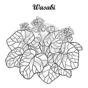 Vector bush of outline Wasabi or Japanese horseradish flower and leaf in black isolated on white background.