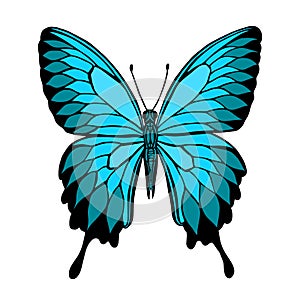 Vector butterfly. Butterfly Papilio blumei