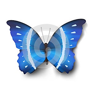 Vector butterfly illustration