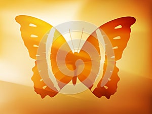 Vector butterfly illustration
