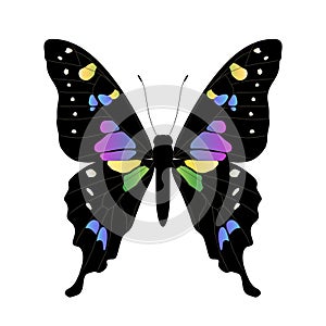 Vector butterfly illustration