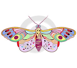 Vector butterfly, illustration isolated on white background