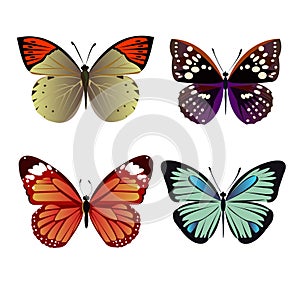 Vector butterfly insect art white decorative