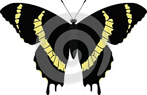 Vector butterfly isolated Papilio garamas abderus