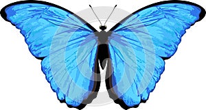 Vector butterfly isolated on white. Morpho rhetenor